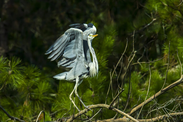 Creatures - Building a nest